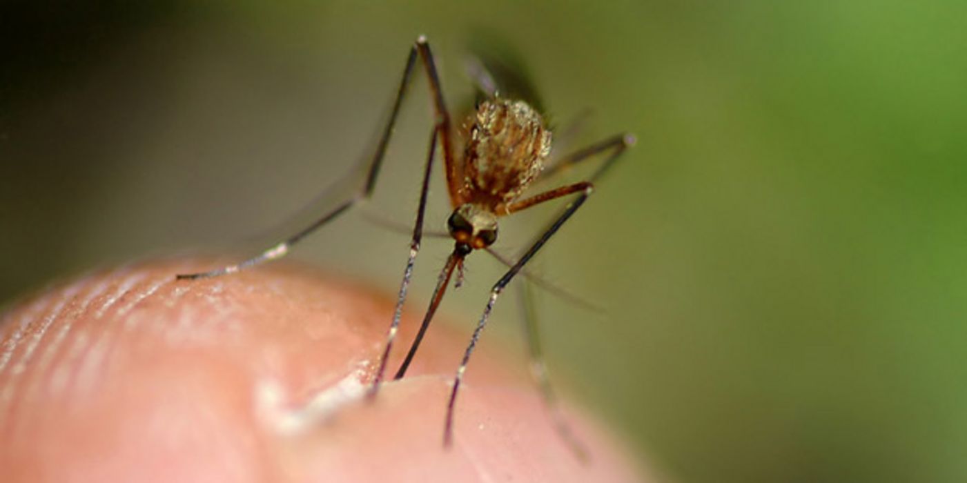 Weibliche Anopheles-Mücken können Malaria-Erreger von Mensch zu Mensch übertragen. 