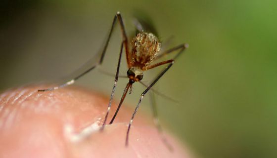 Weibliche Anopheles-Mücken können Malaria-Erreger von Mensch zu Mensch übertragen. 