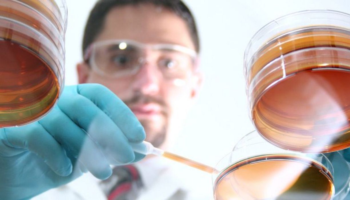 von unten durch Glastisch (ß) fotografiert: Labormitarbeiter pipettiert etwas in Petrischalen
