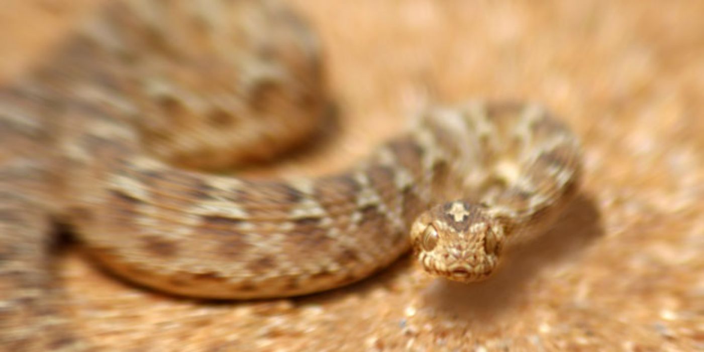Forscher haben eine Substanz gegen das Gift von Schlangen gefunden.