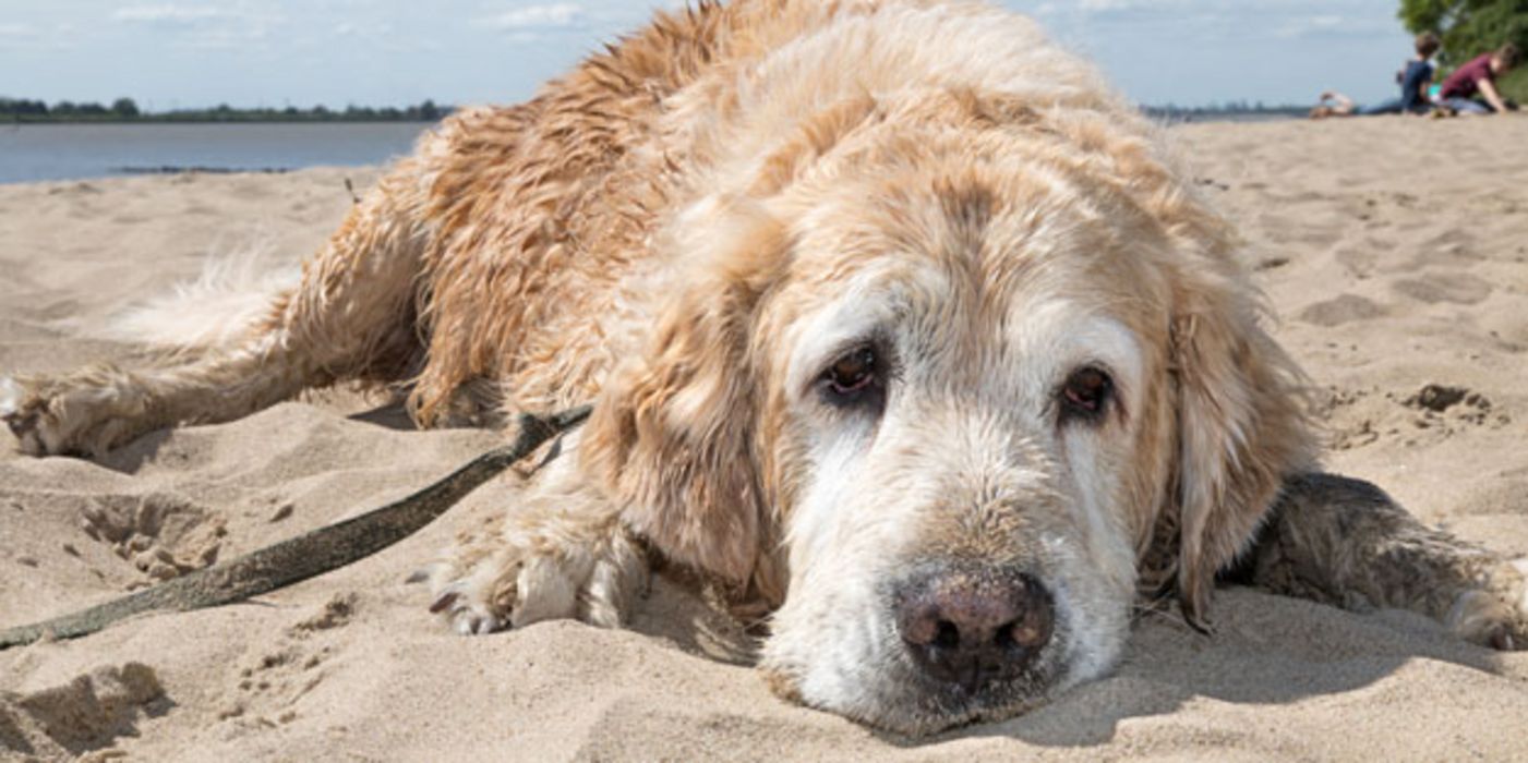 Die meisten Hunde mögen die Sonne, sie können jedoch auch einen Sonnenbrand bekommen.