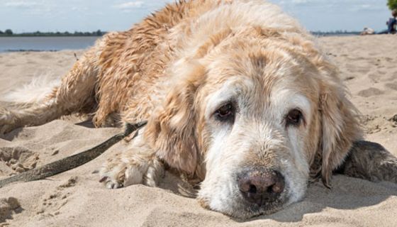 Die meisten Hunde mögen die Sonne, sie können jedoch auch einen Sonnenbrand bekommen.