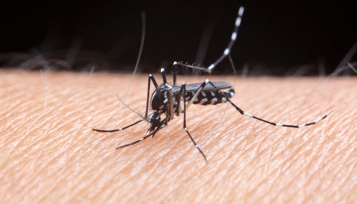 Eine Asiatische Tigermücke (Aedes albopictus) sitzt auf Haut und saugt möglicherweise Blut.