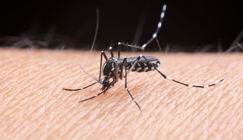 Eine Asiatische Tigermücke (Aedes albopictus) sitzt auf Haut und saugt möglicherweise Blut.