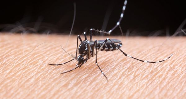 Eine Asiatische Tigermücke (Aedes albopictus) sitzt auf Haut und saugt möglicherweise Blut.