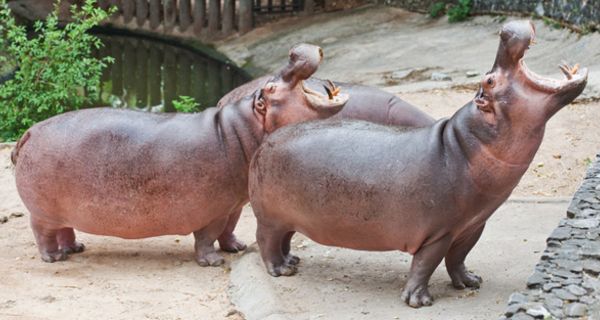 Zwei brüllende Nilpferde im Zoo.