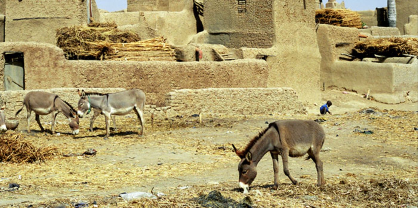 Esel in einem Dorf in Mali 