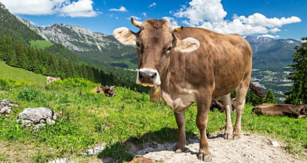 Bei der Tierhaltung werden Antibiotika nicht nur zur Behandlung von bakteriellen Infektionen eingesetzt. 