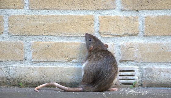 Ratte in der Stadt.
