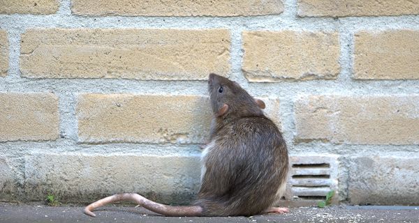 Ratte in der Stadt.