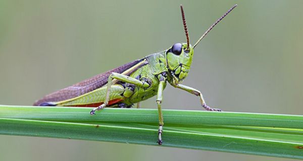 Insekten sind nicht nur eine gute Proteinquelle.