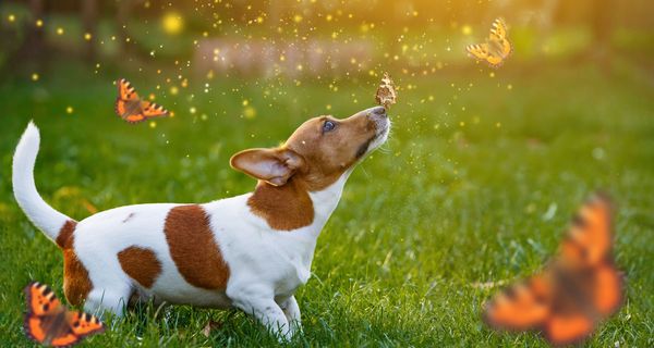 Hund berührt Schmetterling mit seiner Nase