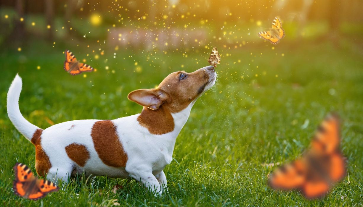 Hund berührt Schmetterling mit seiner Nase