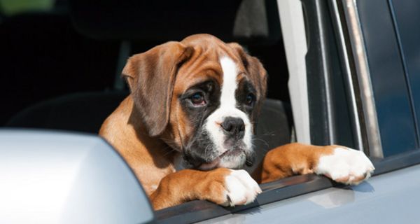 Hundewelpe schaut aus Autofenster.