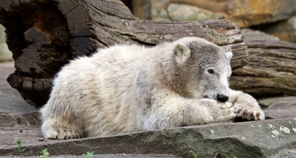 Eisbär Knut starb an einer Autoimmunerkrankung.