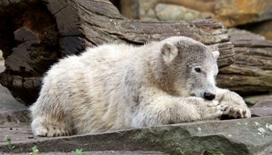 Eisbär Knut starb an einer Autoimmunerkrankung.