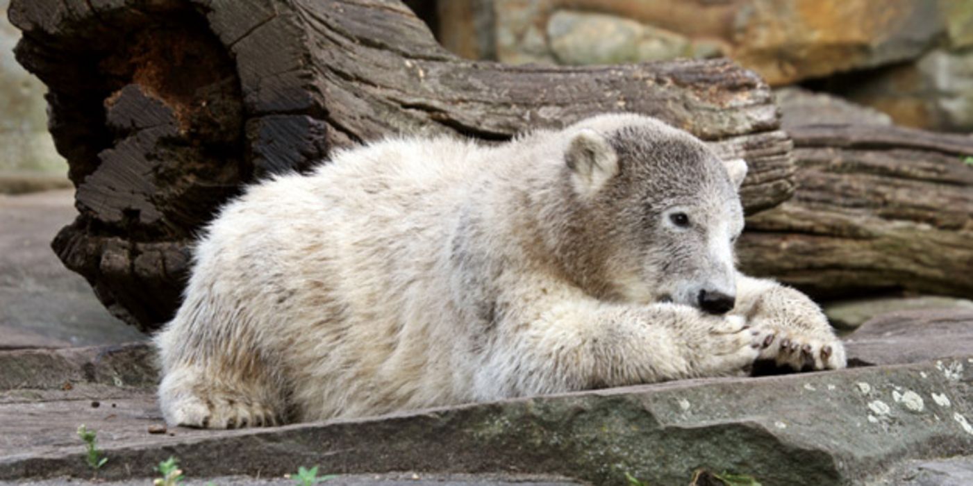 Eisbär Knut starb an einer Autoimmunerkrankung.