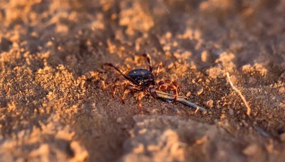 Die tropische Hyalomma-Zecke hat offenbar in Deutschland überwintert.