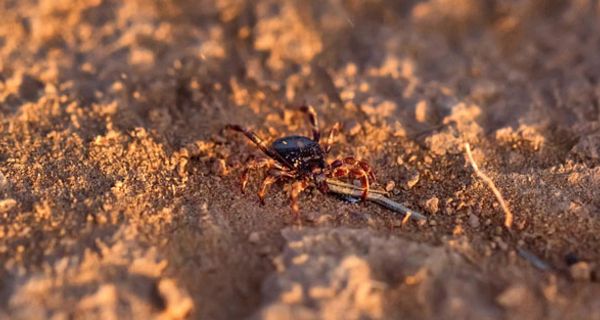 Die tropische Hyalomma-Zecke hat offenbar in Deutschland überwintert.