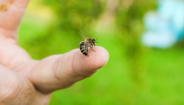 Bienenstich: Den Stachel am besten mit einer EC-Karte entfernen