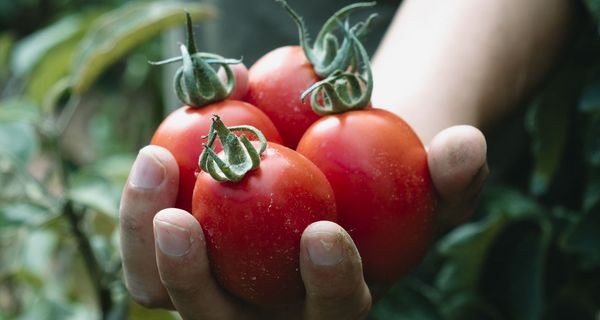 Tomaten können einen Gicht-Anfall auslösen.