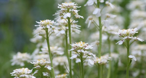 Bittere Schleifenblume mit weißen Blüten.