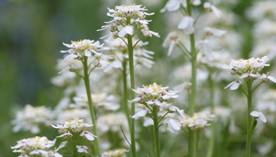 Weiß blühende Schleifenblume