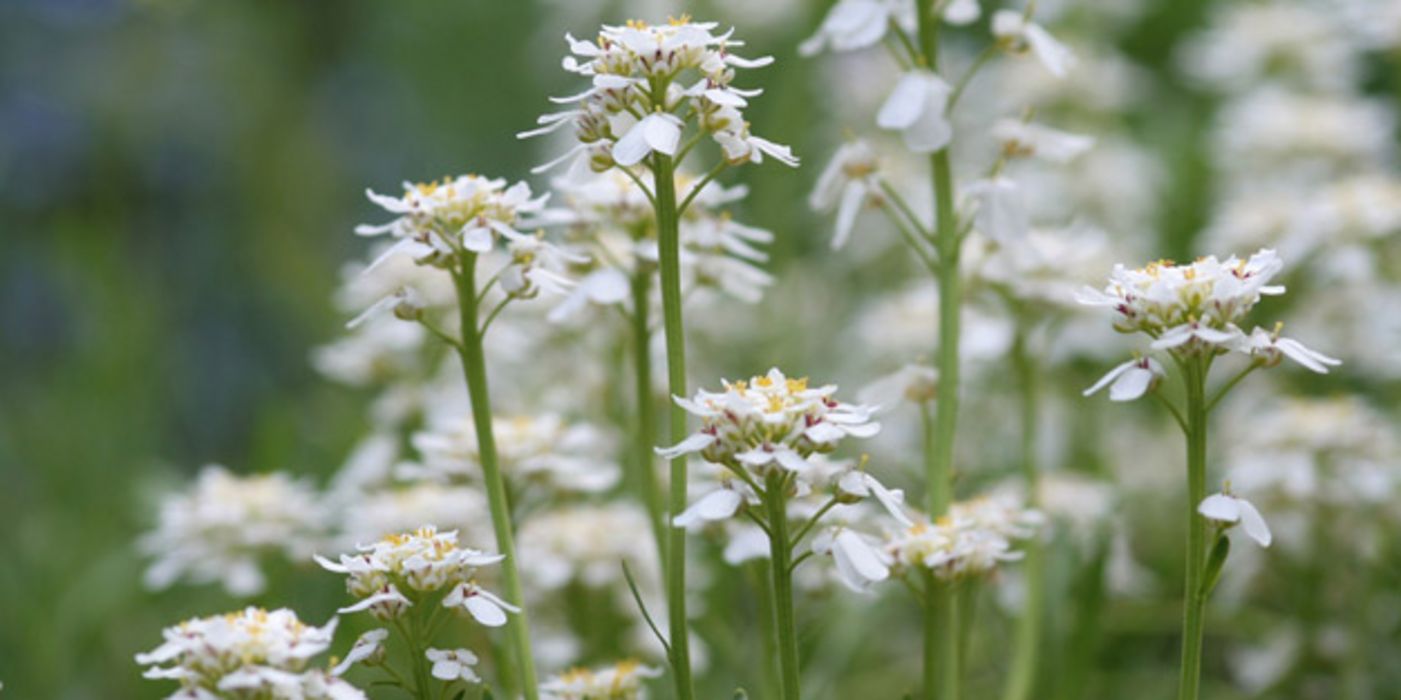 Weiß blühende Schleifenblume