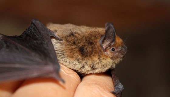 Kleine Fledermaus auf einer Hand mit blauem Schutzhandschuh
