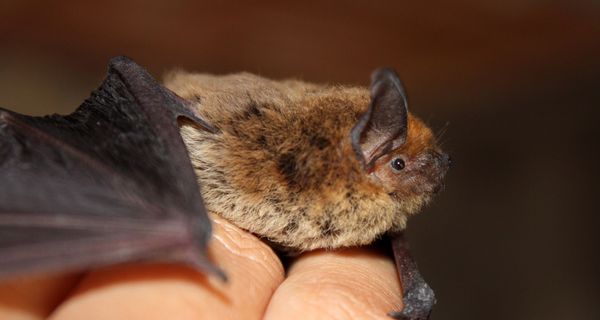 Kleine Fledermaus auf einer Hand mit blauem Schutzhandschuh