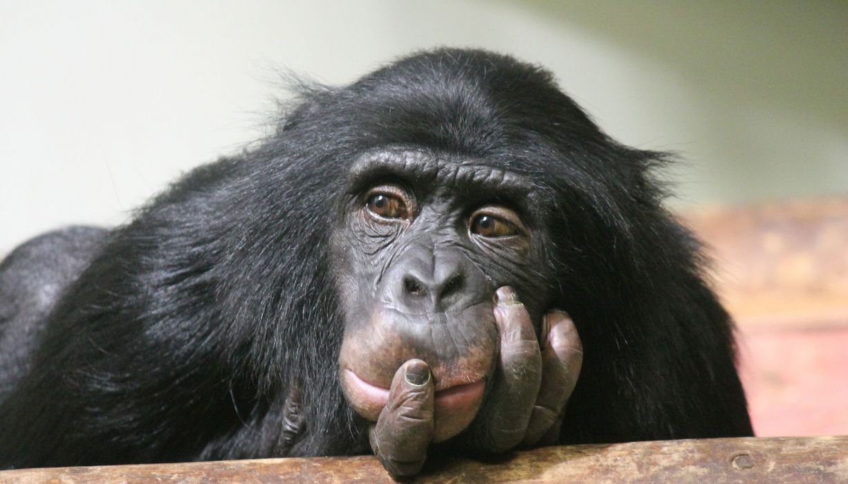 Schimpanse, hält den Kopf in seinen Händen.