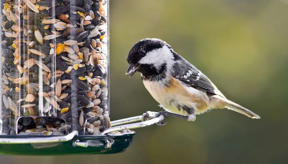 Kleiner Vogel am Futterhaus.