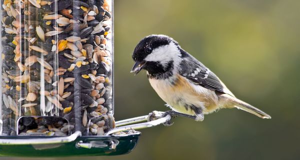 Kleiner Vogel am Futterhaus.