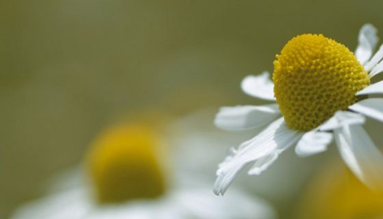 Kamillenblüten