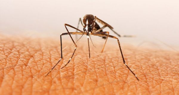 Die fünf wichtigsten Fakten zum Zika-Virus.