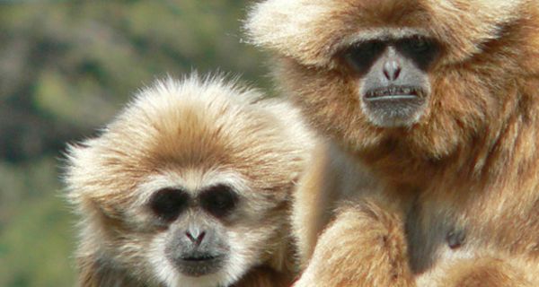 Zwei Gibbon-Affen