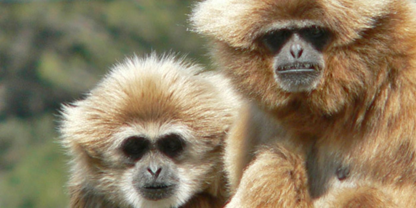 Zwei Gibbon-Affen