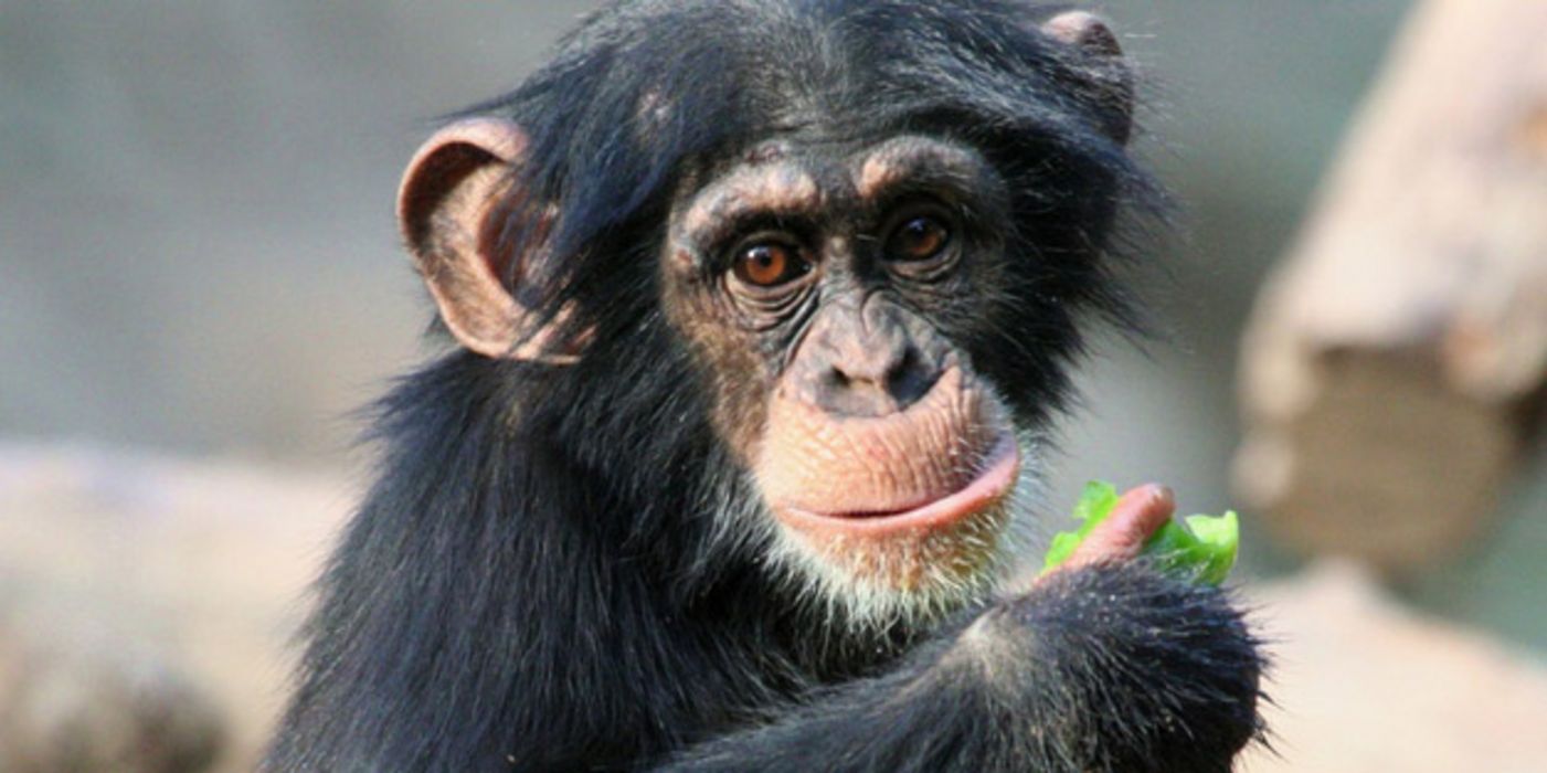 Schimpansenkind mit einem Stück Gemüse in der Hand