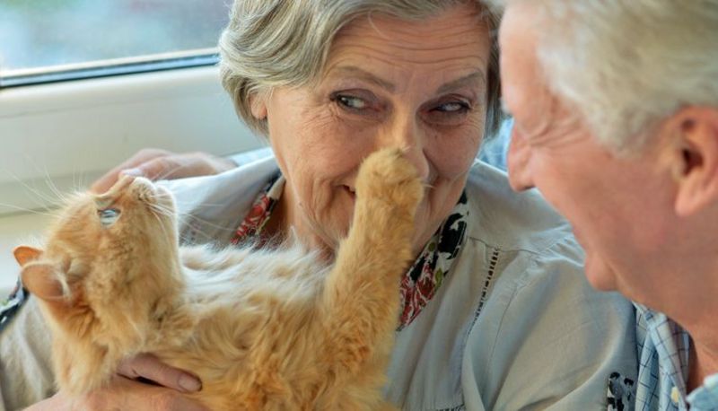 Katzen sind für Senioren besonders gute Gefährten.