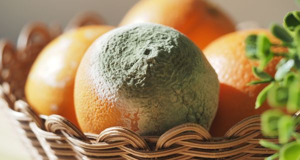 Verschimmelte Orange neben anderen in einem Weidenkorb.