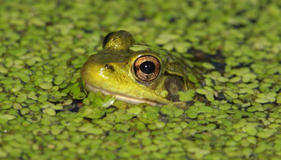 Außer für Frösche, Enten und andere Wasserbewohner war die "Entengrütze" bisher hierzulande kaum interessant.