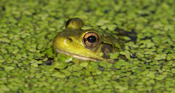 Außer für Frösche, Enten und andere Wasserbewohner war die "Entengrütze" bisher hierzulande kaum interessant.