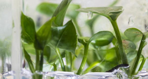Forscher haben eine Pflanze so verändert, dass sie die Luft reinigen kann.