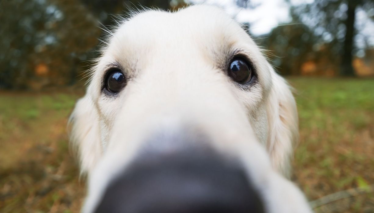 Hund, hält seine Nase in die Kamera.