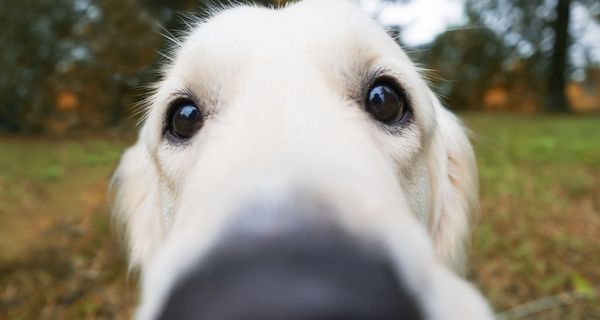 Hund, hält seine Nase in die Kamera.