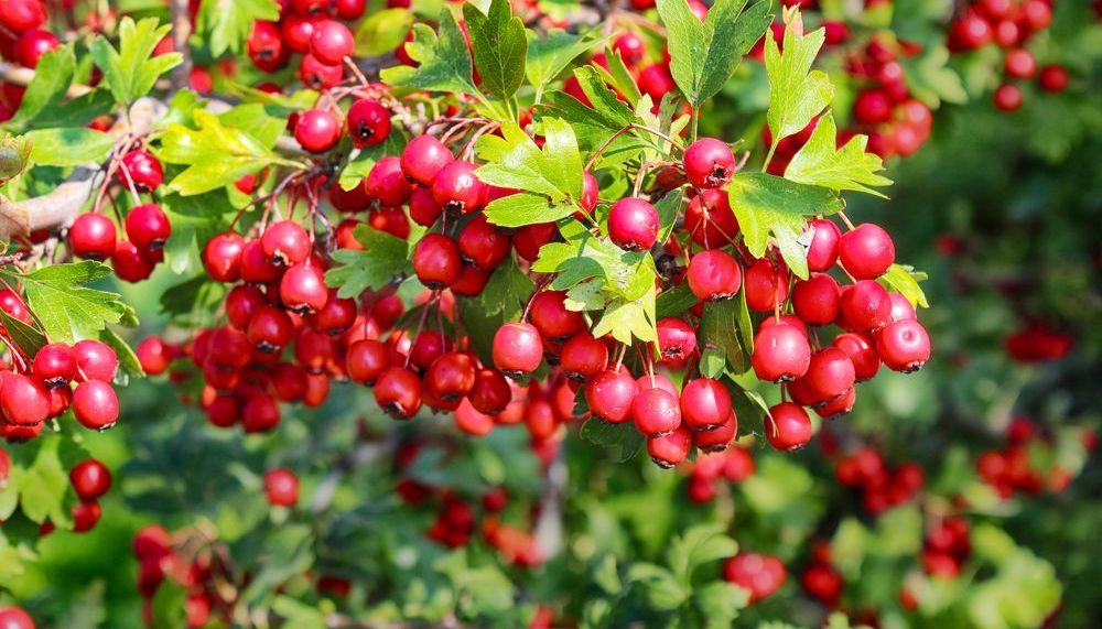 Weissdorn Gibt Dem Herzen Kraft Aponet De