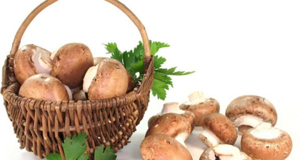 Frisch gesammelte Champignons