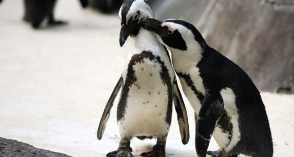 Zwei Pinguine haben sich lieb.