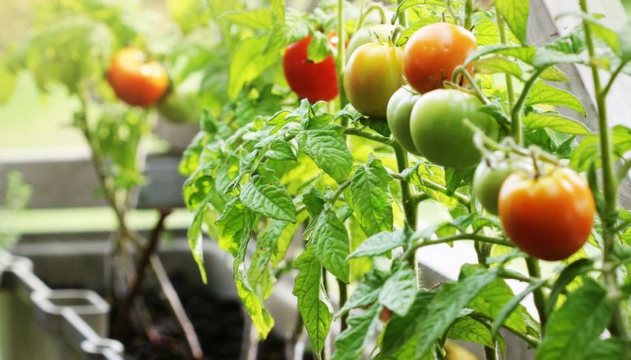Viele Obst- und Gemüsesorten lassen sich auf einem Balkon anpflanzen.