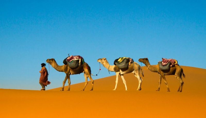 3 Dromedare mit Führer laufen über Wüstensand parallel von rechts nach links, Hintergrund blauer Himmel